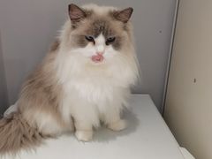 -喵的天空名猫咖啡馆·撸猫·猫舍·用品