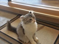 -瞄一喵猫咖(格力海岸店)