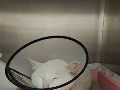 -瑞派康怡24h宠物医院·犬猫医疗中心·微创绝育(瑞景分院)