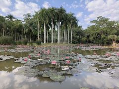 -中国科学院西双版纳热带植物园