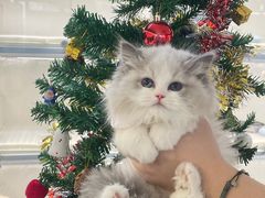 -lincat·猫舍(广州店)