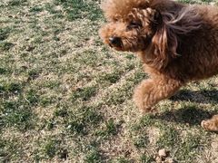 -趣玩宠物乐园寄养训犬训狗游泳池