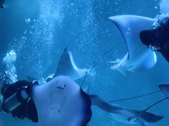 -烟台海昌鲸鲨海洋公园