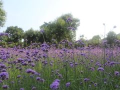 -艾溪湖湿地公园