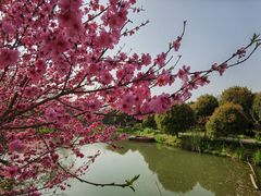 -南汇桃花村