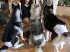 -Husky Go! 哈士奇体验馆·宠物咖啡厅狗咖