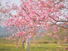 -天适樱花悠乐园