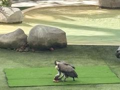 -新加坡飞禽公园