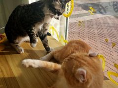 -平行世界·猫咖(首经贸店)
