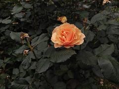 -花溪公园