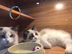-喵百万·布偶·蓝金金渐层英短·猫舍(百子湾店)