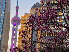 -陆家嘴中心绿地