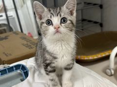 -欣宠猫屋·矮脚拿破仑·蓝金金渐层