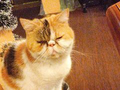 -猫岛主趣味餐厅(鼓浪屿店)