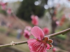 -桃花涧