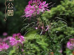 -西湖公园(鼓楼区)