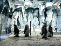 -帝企鹅自助餐厅•儿童岛•真企鹅(长隆企鹅酒店)