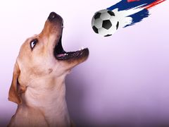 -读宠于你·约克夏比熊·睫角守宫·爬宠售卖(高新店)