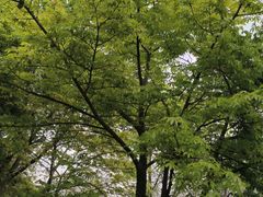 -广东花都湖国家湿地公园