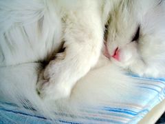 -Babycat私家御饼屋(龙头路一店)