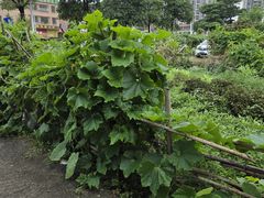 -上南瓦煲鸡·清远鸡·老字号(总店)