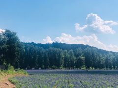 -紫海香堤香草艺术庄园