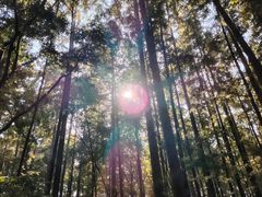 -上海滨江森林公园