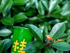 -桂桂茶(赤峰站店)