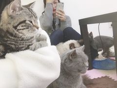 -三花喵·撸猫购宠·宠物生活馆(虹桥南丰城店)