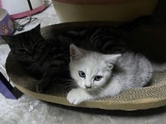 -创凡宠物医院·骨专科  猫科中心(西乡分院)
