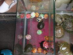 -万商花鸟市场