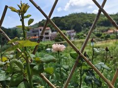 -红山村