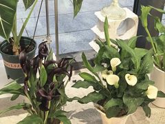 -溪岸路花鸟市场