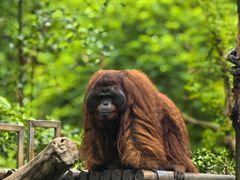 -广州长隆野生动物世界