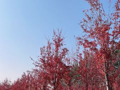 -东郊湿地公园