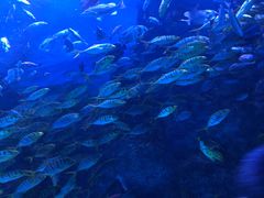 -芜湖新华联大白鲸海洋公园