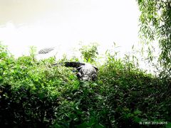 内景-中国扬子鳄村