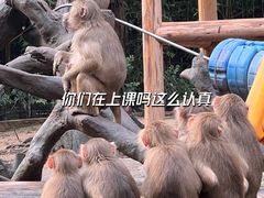 -广州长隆野生动物世界