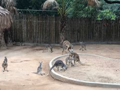 -深圳野生动物园