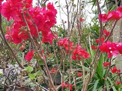 -桂林市花鸟市场