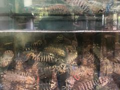濑尿虾-竹林小屋(库塔店)