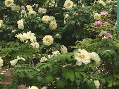 -洛阳市隋唐城遗址植物园