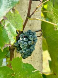 -圣露庄园·草坪婚礼·宴会厅·会议