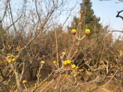 -北京西山国家森林公园