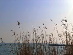 -贡湖湾湿地公园