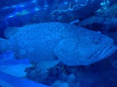 -成都浩海立方海洋公园