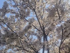 -樱花山风景区