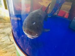 -解家河南菜(商鼎路店)