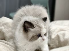 -欣宠猫屋·矮脚拿破仑·蓝金金渐层