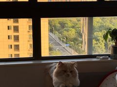 -瑞鹏宠物医院·骨外科·心肾科·肿瘤科(九亭店)